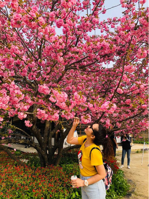Hình ảnh thực tế Đoàn Hàn Quốc ngắm hoa anh đào khởi hành 26-4-2019